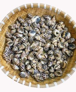Ốc Hương Sống 100-110 con