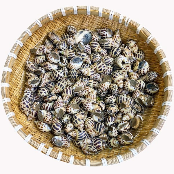 Ốc Hương Sống 100-110 con