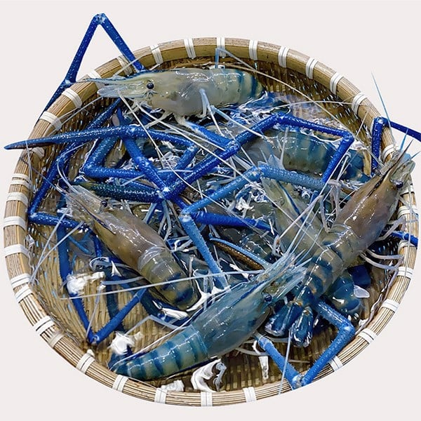 Tôm Càng Xanh Sống