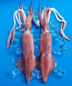 MỰC ỐNG THƯỚC